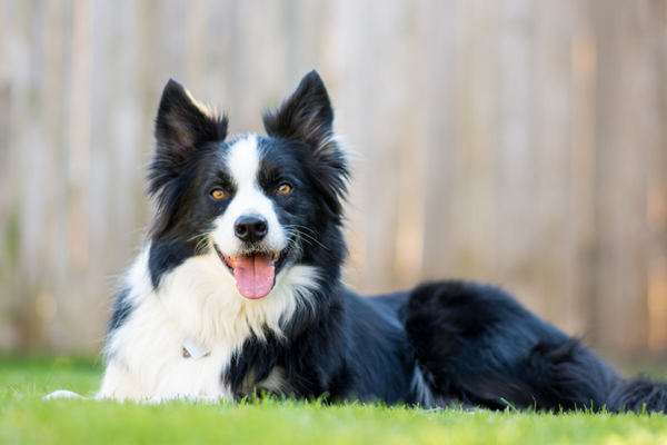 LOUIE radí: 3 tipy pre krásnu srsť