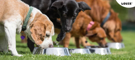 3 Tipps, wie Sie erfolgreich von Trockenfutter auf Fleisch umsteigen