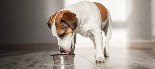 Ako správne kŕmiť psa: Čo robiť pre jeho zdravý a spokojný život