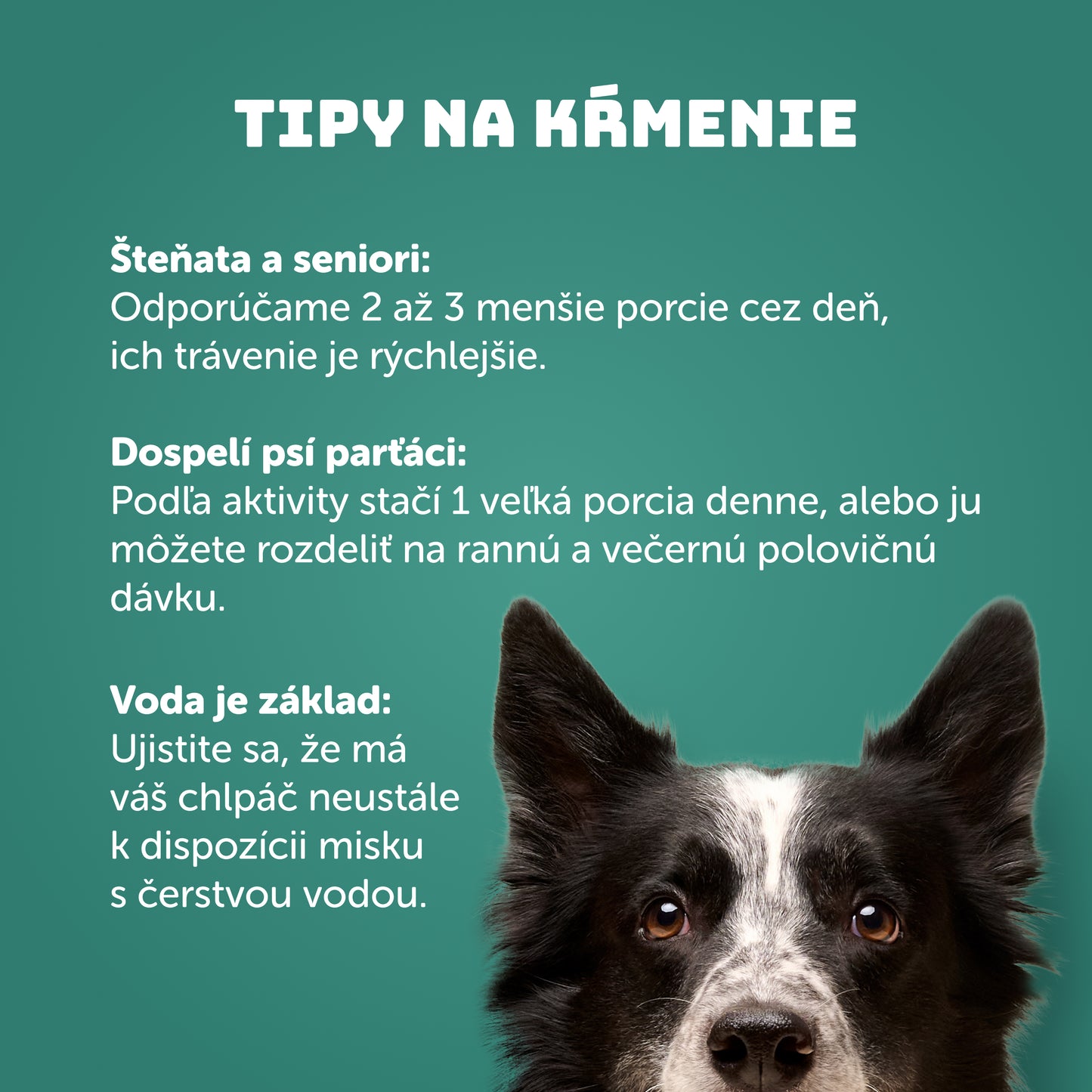 Balíček kapsičiek 10 ks - Morčacia s lososom a žihľavou 150g