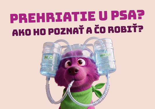 Ako ochladiť psa v lete a predísť prehriatiu alebo úpalu?